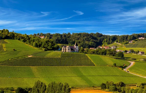 France, village, sunny, Champagne, vineyards