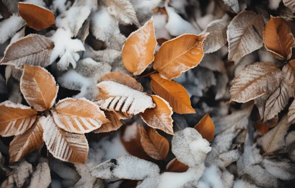 Картинка зима, осень, листья, снег, фон, close-up, winter, background