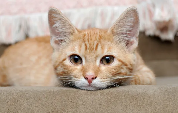 Картинка кошка, глаза, животное, рыжий, eyes, cat, animal