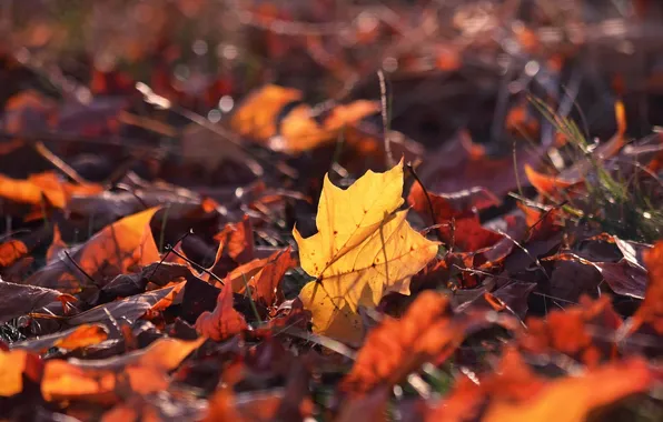 Осень, листья, макро, фон, widescreen, обои, листик, wallpaper
