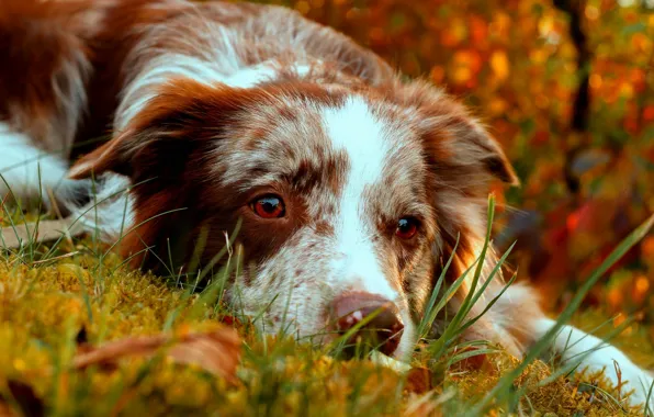 Картинка осень, взгляд, морда, собака, Бордер-колли