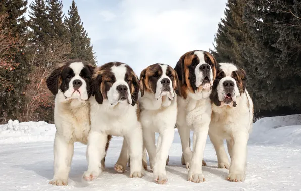 Forest, dog, snow, st.bernard