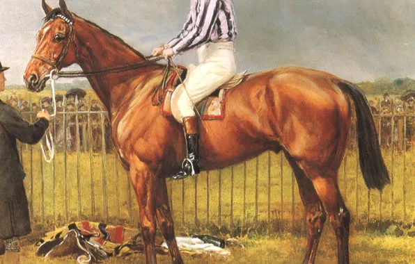 Картинка конь, лошадь, всадник, коричневая, Конный спорт, HARDY