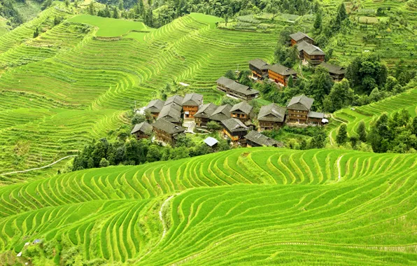 Картинка зелень, поля, Китай, домики, вид сверху, плантации