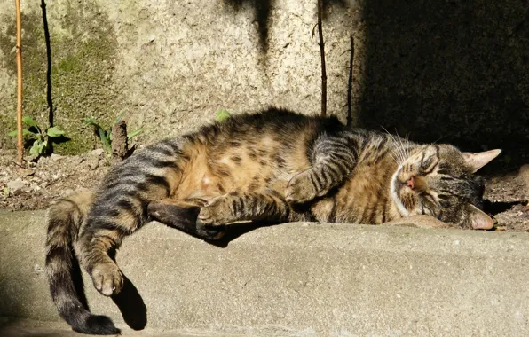Картинка кот, серый, спит, в полоску, уличный