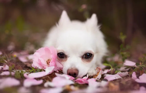 Взгляд, друг, собака