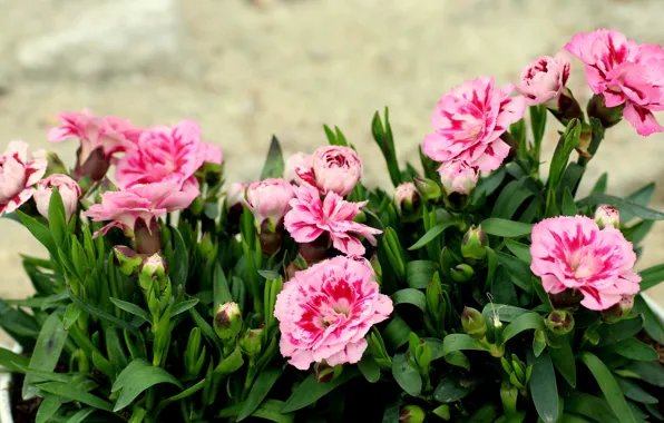 Картинка лето, листья, цветы, фон, горшок, розовые, клумба, вазон