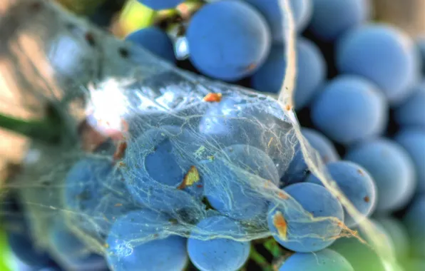 Картинка паутина, виноград