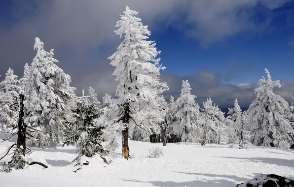 Зима, снег, деревья