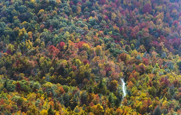 Дорога, осень, лес, деревья, США, вид сверху, North Carolina