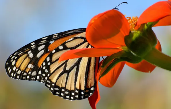 Цветок, бабочка, крылья, лепестки, монарх