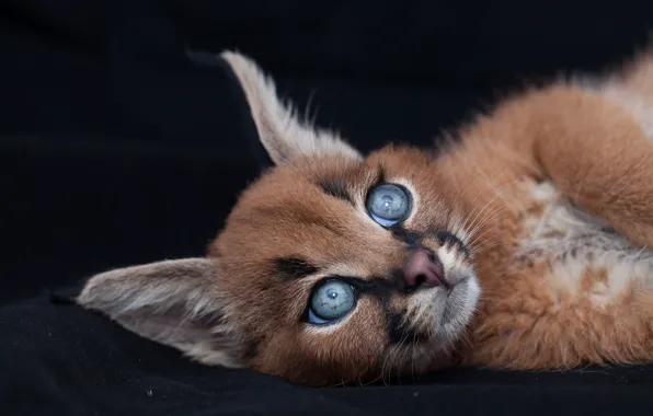 Картинка кошка, глаза, котенок, уши, каракал, породистые кошки