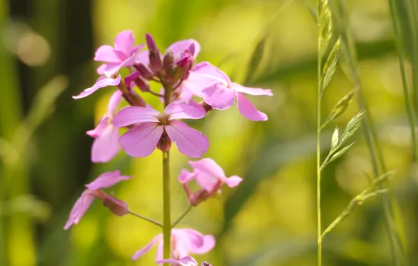 Pink, garden, blooming