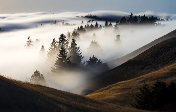 Картинка лес, туман, холмы, долина, Калифорния, США