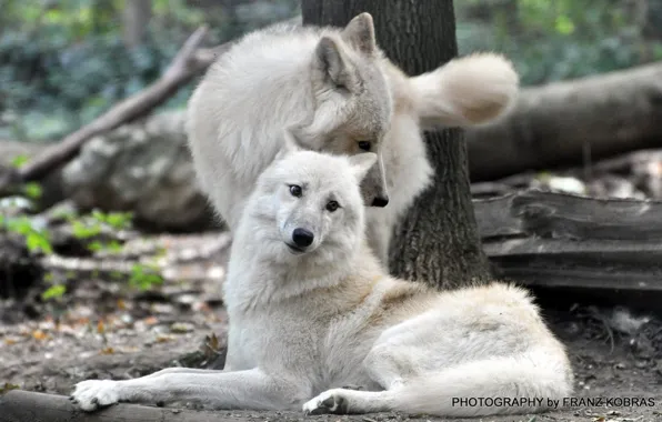 Картинка nature, predator, animal, wolf, wildlife, portrait, portrait., Canis lupus. face