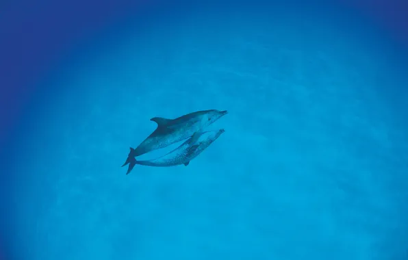 Море, синева, дельфины