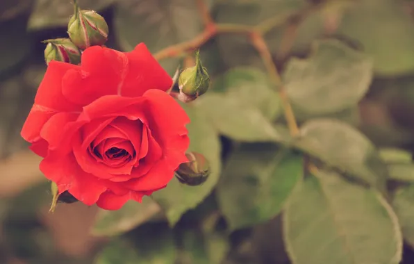 Макро, красный, розы