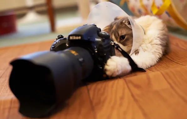 Картинка Nikon, Cat, Camera
