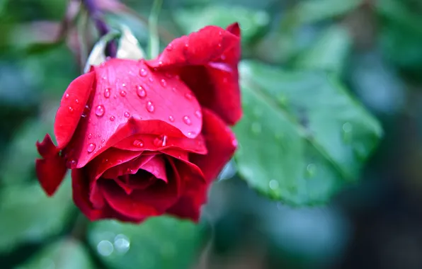 Цветок, капли, макро, роза, размытие, colorful, rose, Red