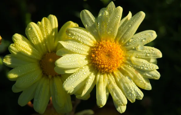 Flower, yellow, drops