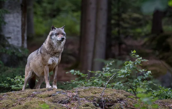 Картинка nature, snow, predator, face, animal, wolf, wildlife, portrait