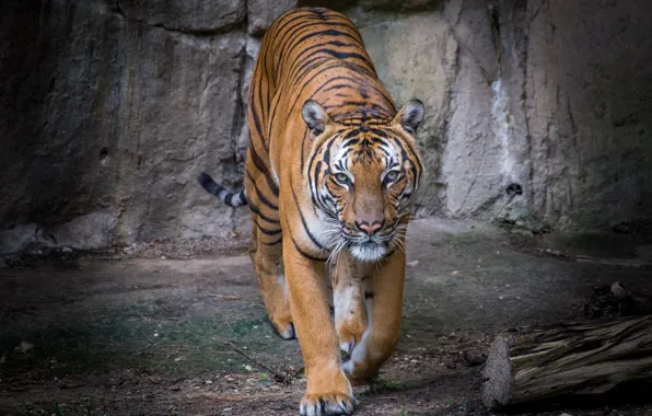 Картинка тигр, хищник, красавец