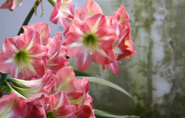 Картинка цветы, фон, Амариллис