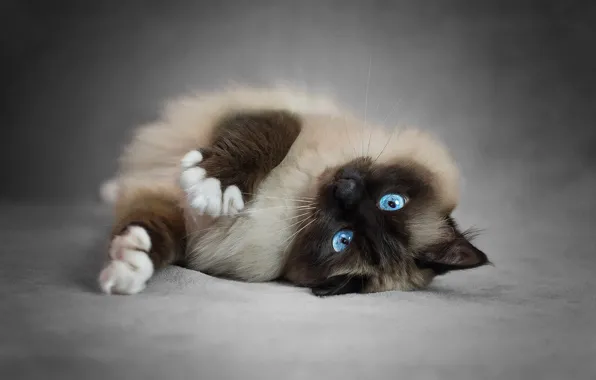 Кошка, кот, поза, лапки, лежит, красотка, голубые глаза, серый фон