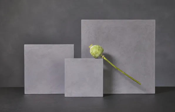 Мак, куб, Poppy
