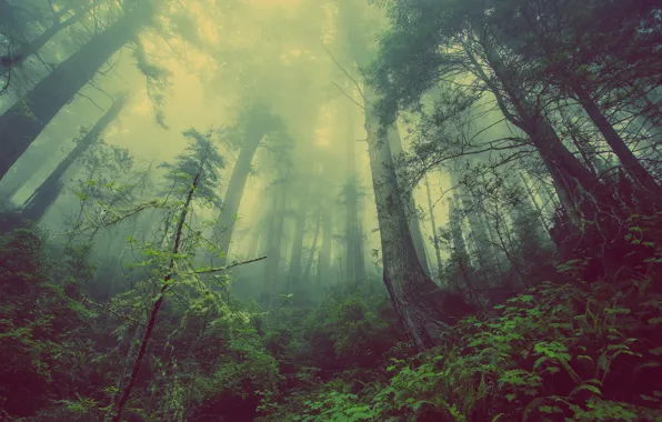 Картинка лес, деревья, природа, туман, trees, nature, forests, mist