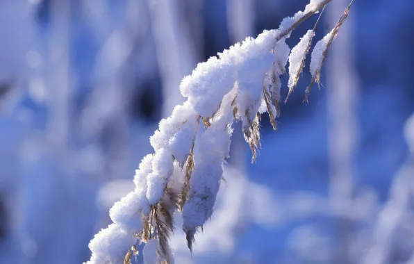 Winter, snow, plant, dry
