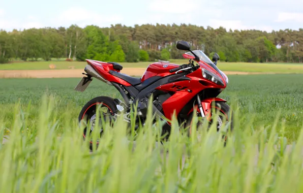 Red, YZF-R1, Field, Trees