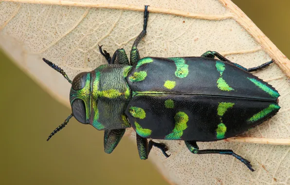 Картинка макро, зеленый, фон, листок, жук, насекомое, пятнистый