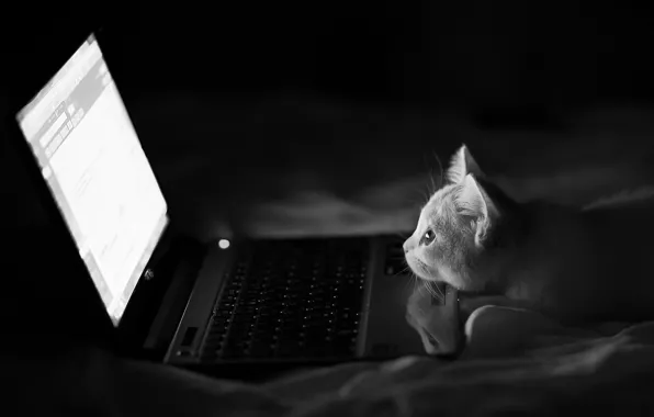 Картинка кошка, ночь, черно-белое, ноутбук, монохромное, Hannah, Benjamin Torode