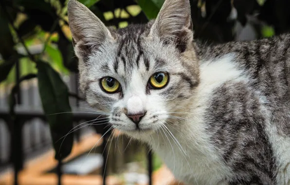 Кошка, кот, взгляд, листья, котенок, фон, забор, портрет