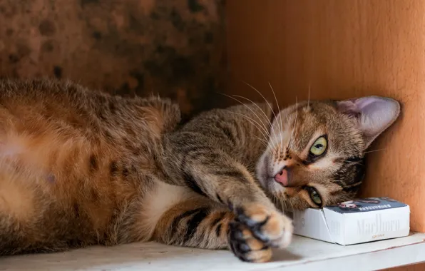 Кошка, кот, морда, поза, серый, фон, коробка, отдых