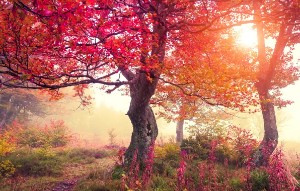 Картинка осень, лес, деревья, цветы, листва