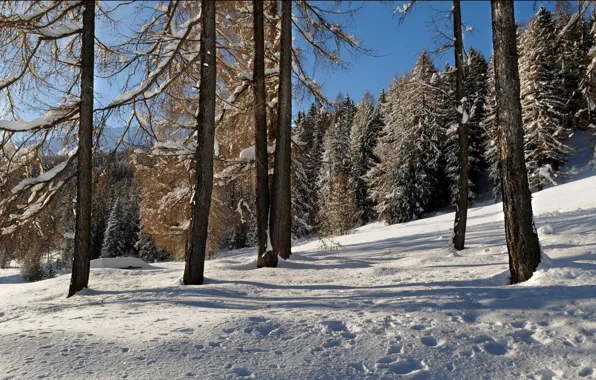 Картинка зима, лес, небо, снег, деревья, склон