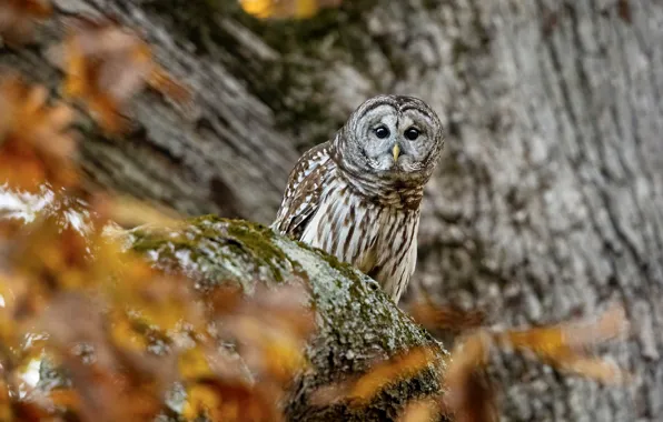 Осень, взгляд, листья, природа, дерево, сова, птица, ветка