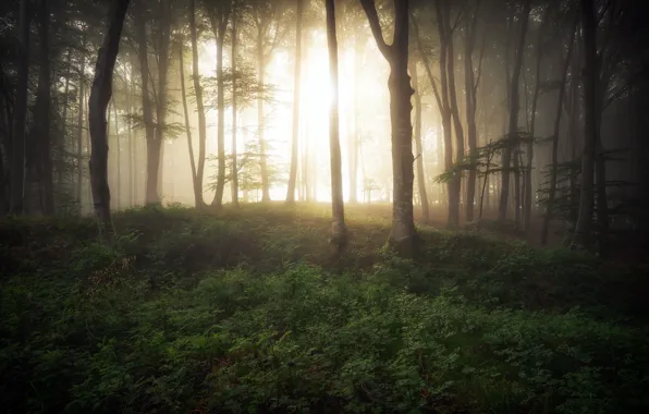 Картинка лес, свет, туман, утро