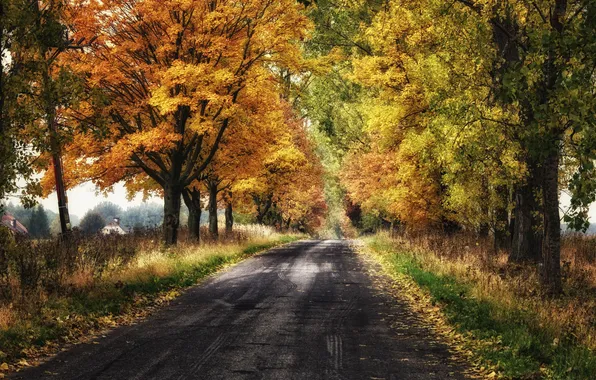 Дорога, осень, листья, деревья, листва, дома, сельская местность, солнечный свет