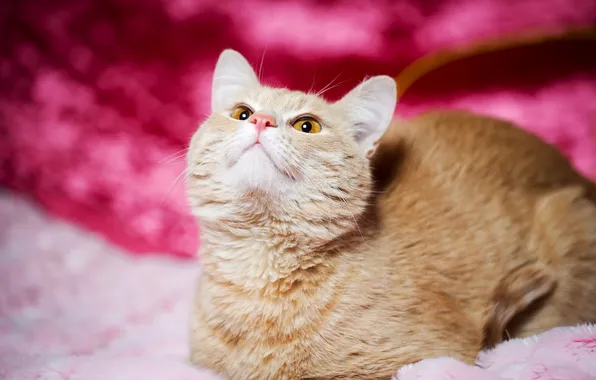 Кошка, взгляд, фон