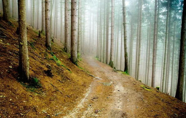 Картинка дорога, лес, природа, туман, мох, дымка