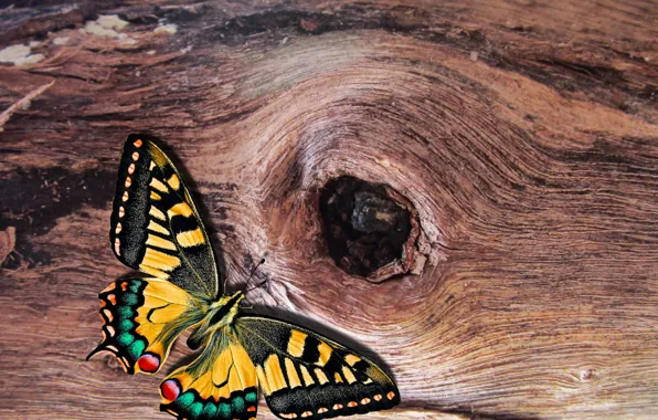 Butterfly, garden, insect, natura, log
