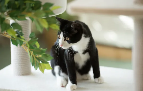Картинка кошка, кот, листья, растение, черно-белая