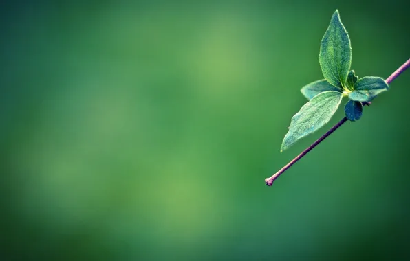 Минимализм, ветка, green leaves, зеленые листики на ветке