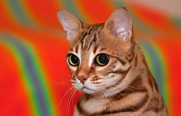 Картинка кошка, взгляд, фон, портрет, мордочка, Бенгальская кошка