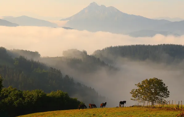 Лес, лето, деревья, пейзаж, горы, природа, туман, рассвет