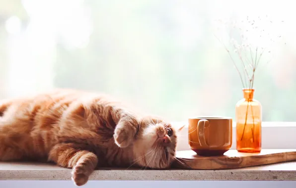 Кошка, кот, взгляд, морда, поза, бутылка, окно, рыжий