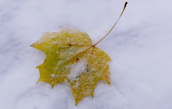 White, winter, autumn, snow, leaf, have fallen